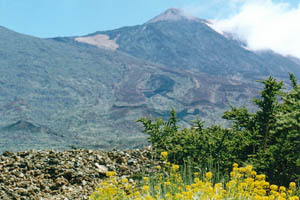   Tiede - 3800 