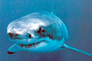 Great White Shark